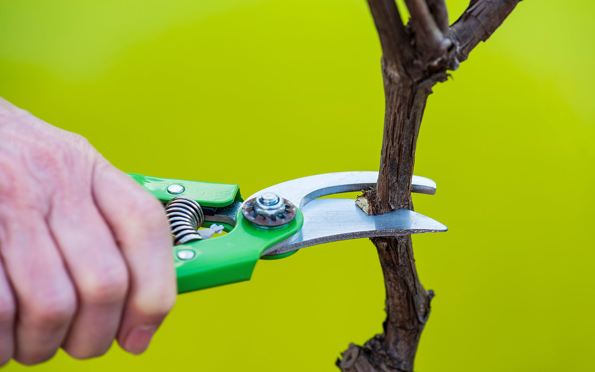 Hand mit grüner Gartenschere schneidet einen trockenen Zweig ab – Symbolbild für Heckenschnitt oder Gartenpflege.
