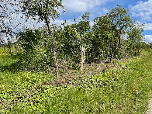 Bäume auf grüner Wiese, blauer Himmel mit Wolken