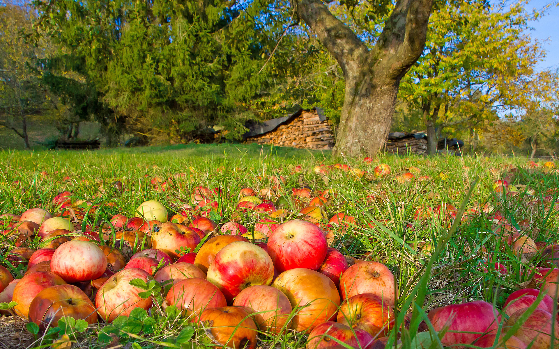 Auf einer grünen Wiese unter alten Obstbäumen liegt zahlreiches Fallobst – rote und gelbe Äpfel.